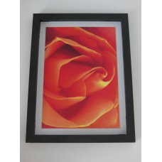 Orange Rose Print Thick Black Frame