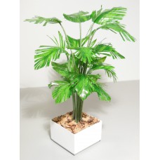 Fern Tree in White Square Planter