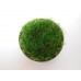 Tall Round Rusted Tray with Wheat Grass