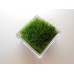 Clear Tall Square Lucite Tray with Wheat Grass