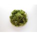 Clear Round Lucite Tray with Moss