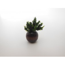 Brown Wood Vase