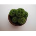 Green Clusters in Wood Planter