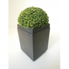 Shrub Plant in Tall Square Pot