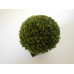 Shrub Plant in Tall Square Pot
