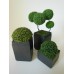 Shrub Plant in Tall Square Pot
