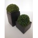 Shrub Plant in Tall Square Pot