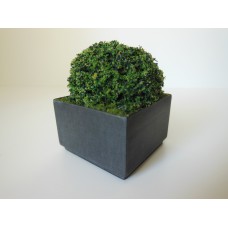 Shrub Plant in Short Square Pot