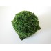 Shrub Plant in Short Square Pot