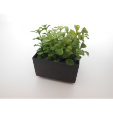 Leafy Plant in Short Square Pot