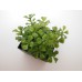 Leafy Plant in Short Square Pot