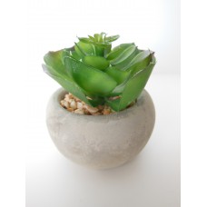Round Concrete Pot with Plant