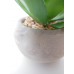 Round Concrete Pot with Plant
