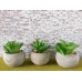 Round Concrete Pot with Plant