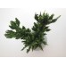 Round Tall Pot with Plant