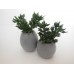Round Tall Pot with Plant